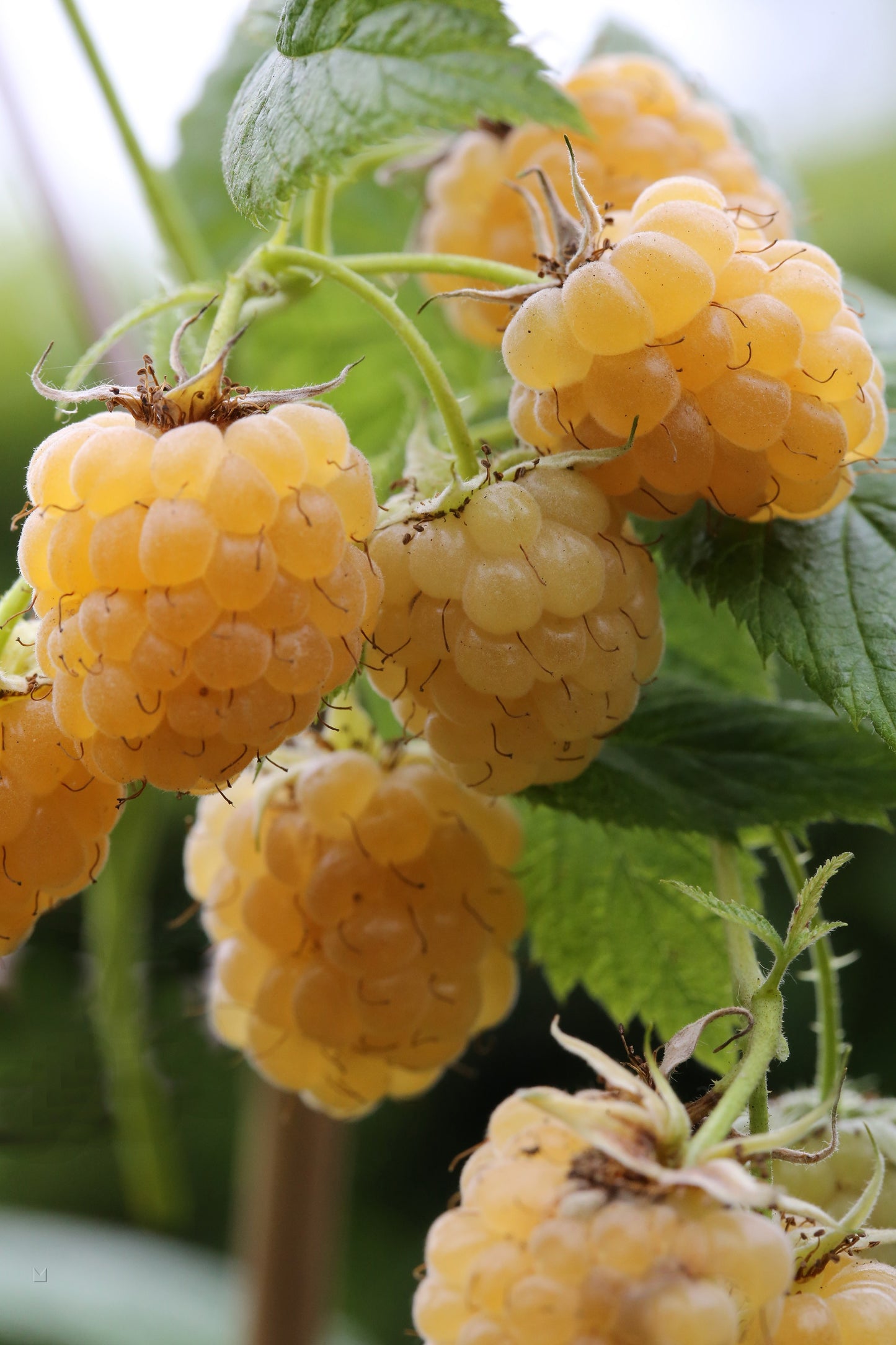 Klimplant Rubus idaeus 'Golden Everest' (Gele framboos) -