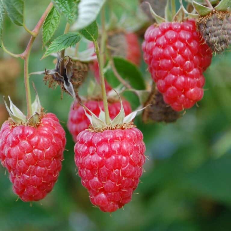 Klimplant Rubus idaeus 'Willametta (Rode framboos) -