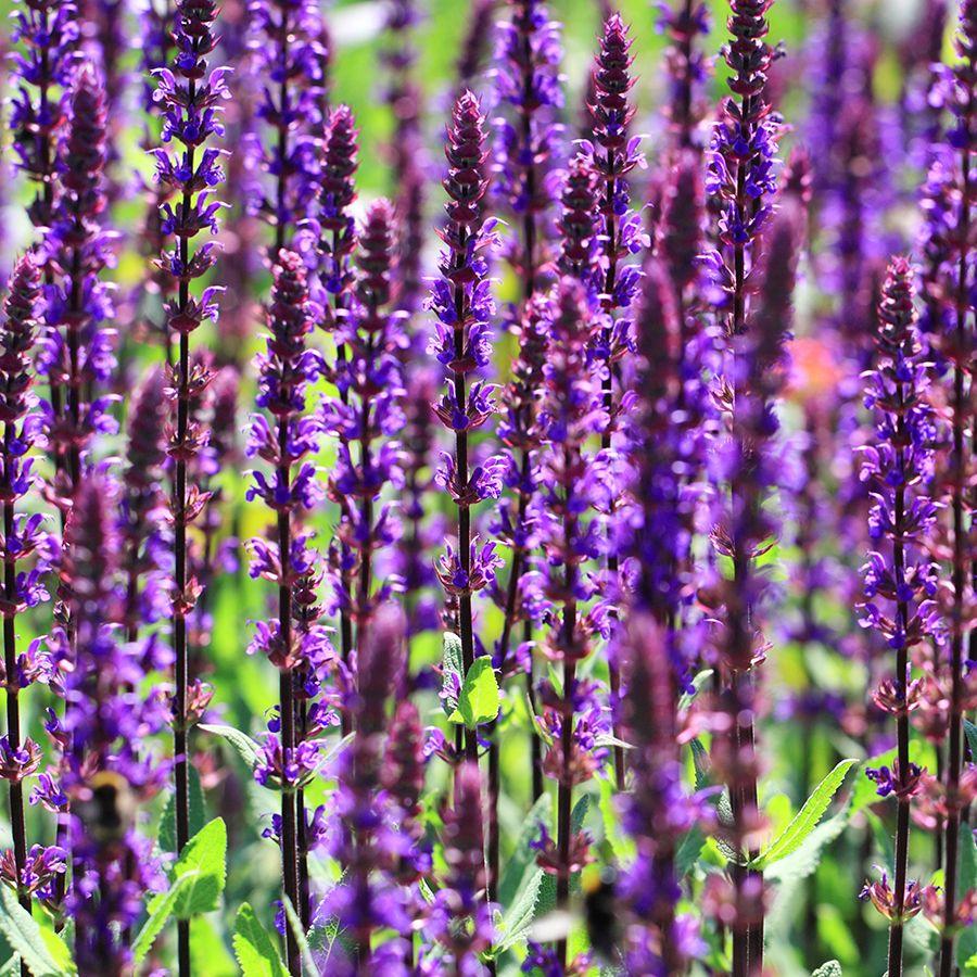 Borderpakket kleurrijke mix (3,5m2) - Tuinplanten