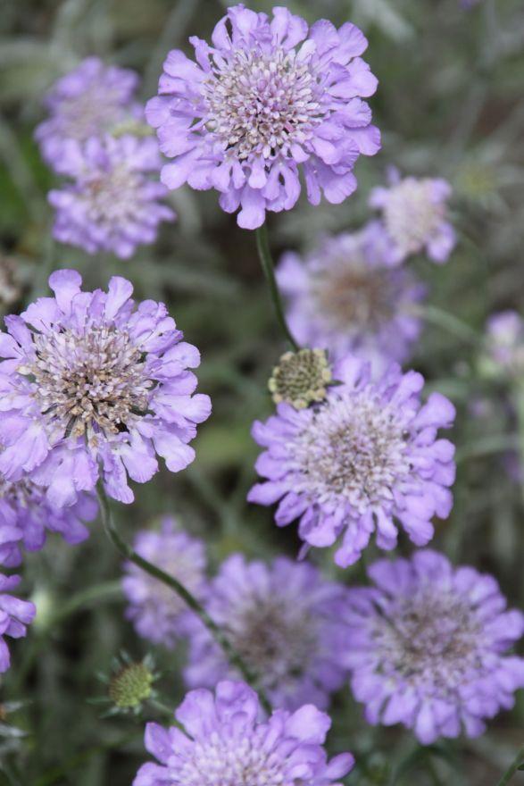 Borderpakket kleurrijke mix (3,5m2) - Tuinplanten
