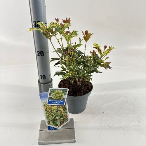 Schijnhulst (Osmanthus het. ‘Goshiki’)