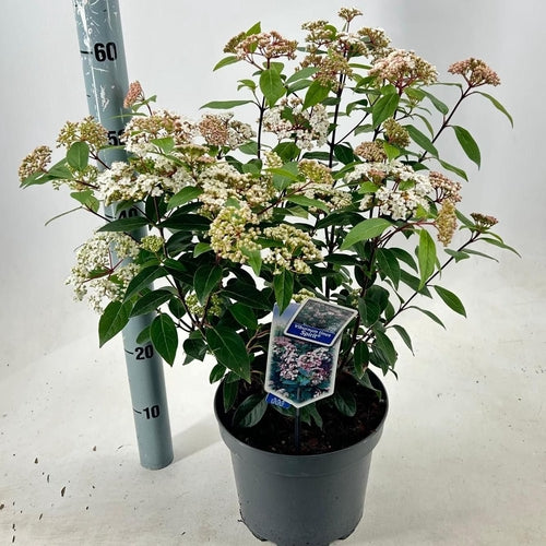 Sneeuwbal (Viburnum tinus Spirit) - Viburnum