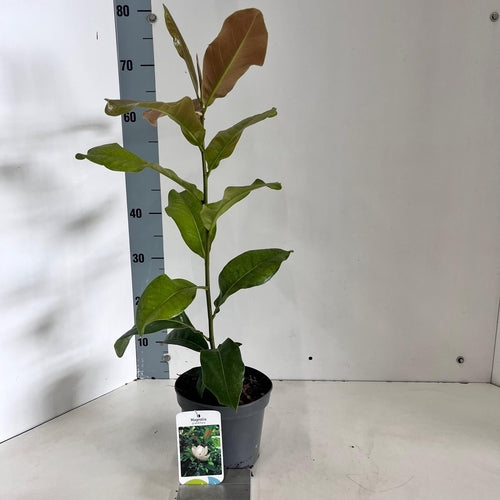 Stermagnolia als struik (Magnolia 'Grandiflora') - Groenblijvende struiken