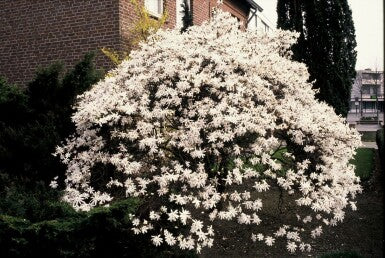 Stermagnolia als struik (Magnolia 'Waterlily') - Groenblijvende struiken