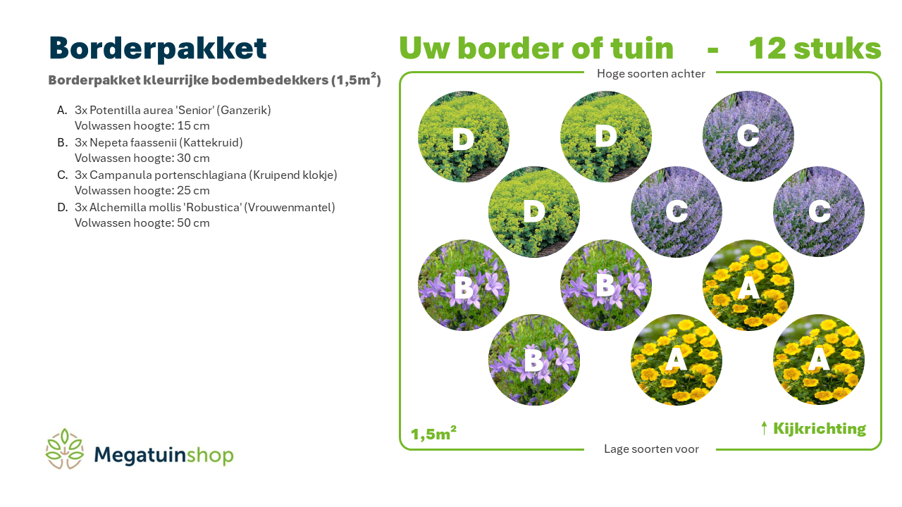 Borderpakket kleurrijke bodembedekkers (1,5m2) - Tuinplanten