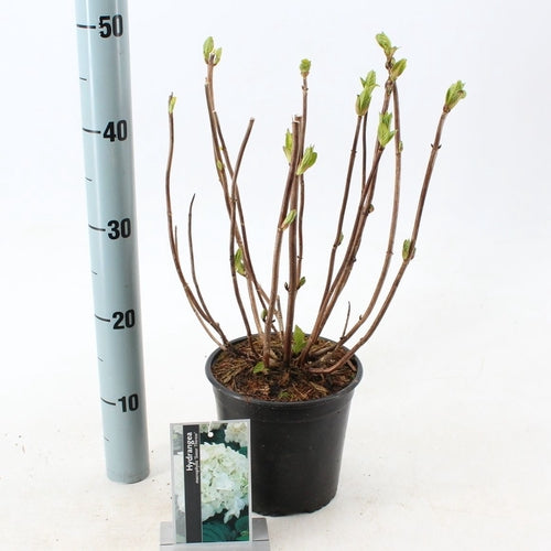 Hortensia (Hydrangea macrophylla 'Soeur Therese’ ) - Hortensia