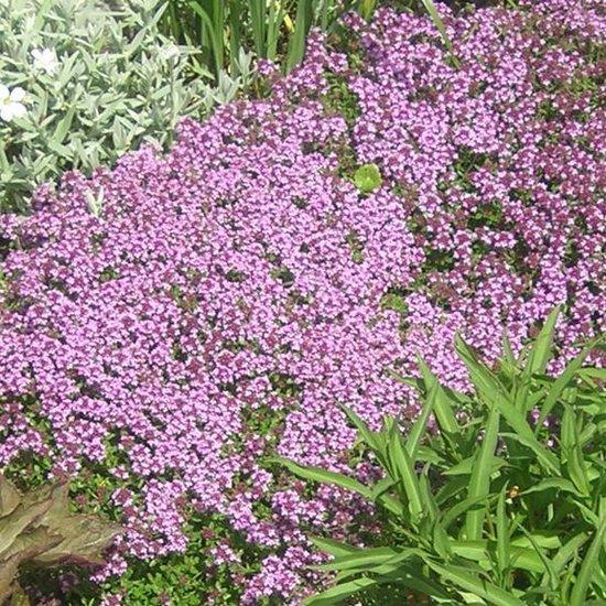 Borderpakket voor bijen (1,5m2) - Tuinplanten