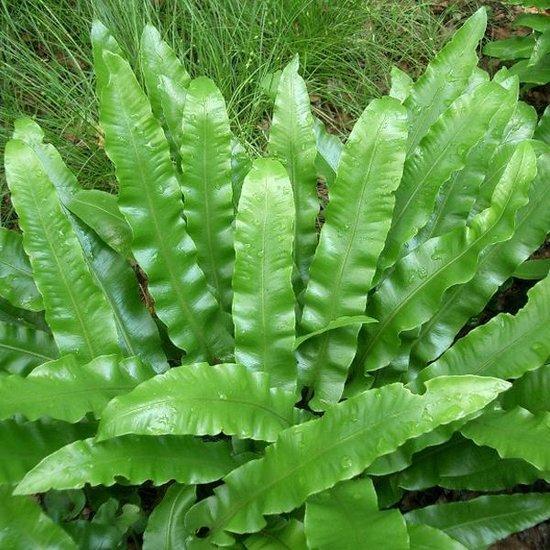 Borderpakket jungle/bostuin (1m2) - Tuinplanten