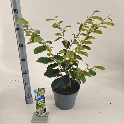 Toverhazelaar (Hamamelis intermedia 'Arnold Promise') - Heesters
