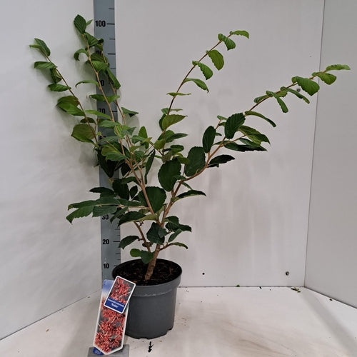 Toverhazelaar (Hamamelis intermedia 'Rubin') - Heesters