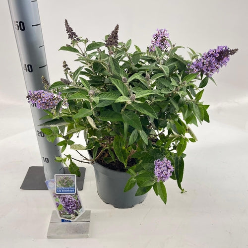 Vlinderstruik (Buddleja davidii Butterfly Candy® Lila Sweetheart) - Vlinderstruik