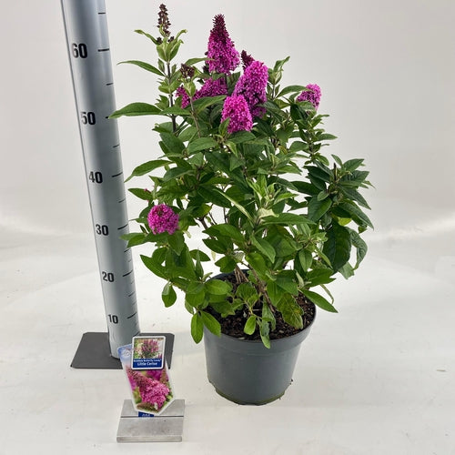 Vlinderstruik (Buddleja davidii Butterfly Candy® Little Cerise) - Vlinderstruik