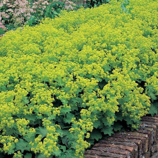 Borderpakket zomers geel/oranje (3,5m2) - Tuinplanten