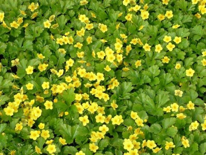 Borderpakket groenblijvende bodembedekkers (1,5m2) - Tuinplanten