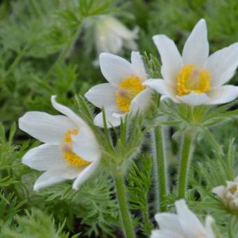 Wildemanskruid (Pulsatilla vulgaris 'Alba') - Tuinplanten