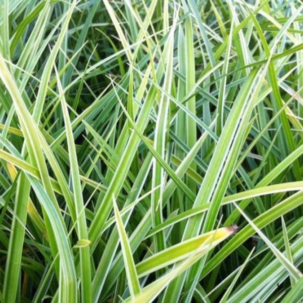 Borderpakket siergrassen groenblijvend (1m2) - Tuinplanten