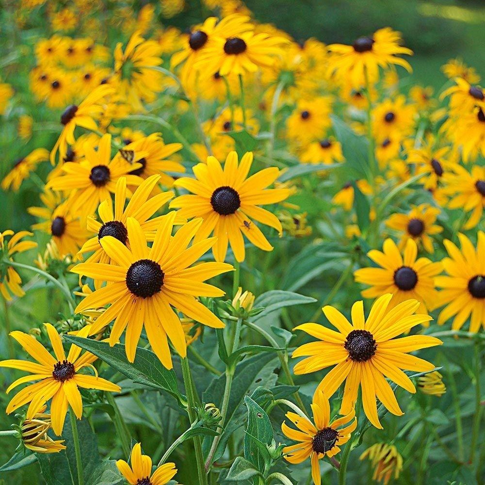 Borderpakket zomers geel/oranje (3,5m2) - Tuinplanten