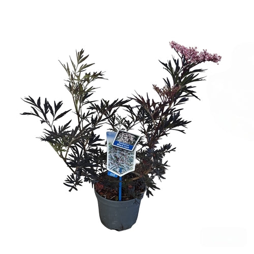 Zwarte vlier (Sambucus nigra Black Lace) - Heesters