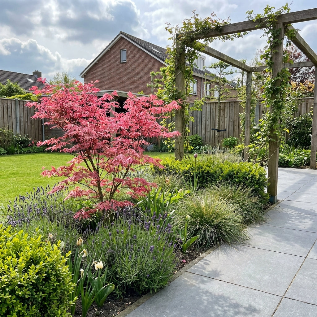 Japanse Esdoorn (Acer palmatum 'Phoenix') - Japanse Esdoorn