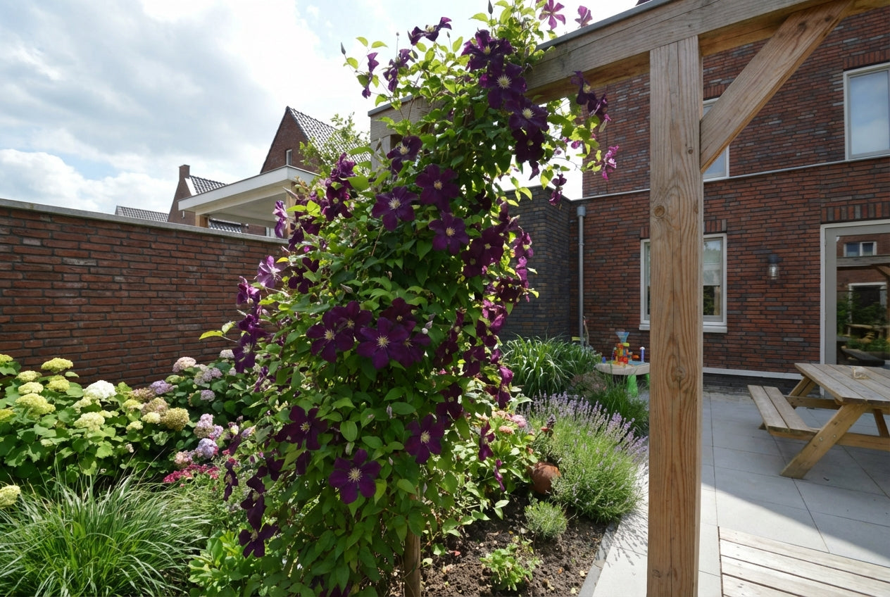 Klimplant Clematis Warszawska Nike (Bosrank) - Klimplanten