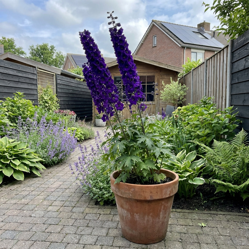 Ridderspoor (Delphinium (P) 'Black Knight') - Tuinplanten