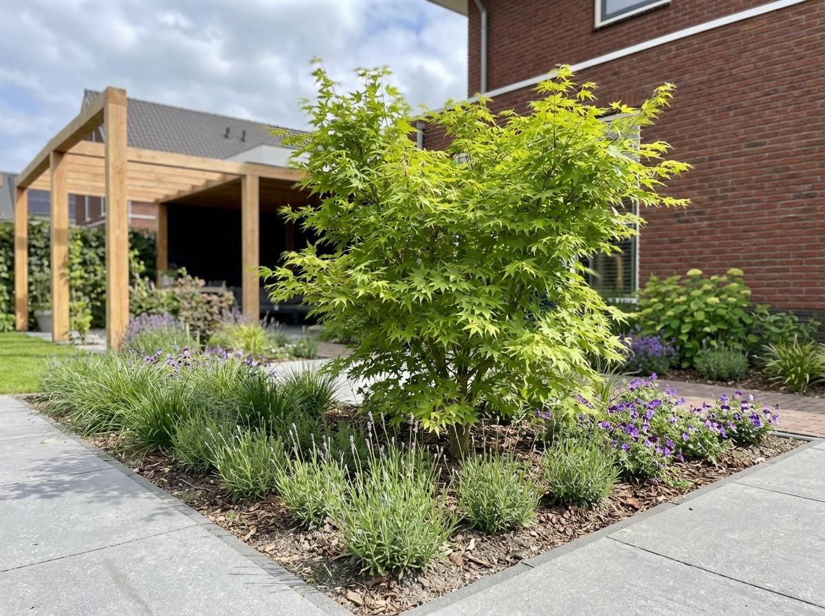 Japanse Esdoorn (Acer palmatum ‘Aoyagi’) - Japanse Esdoorn