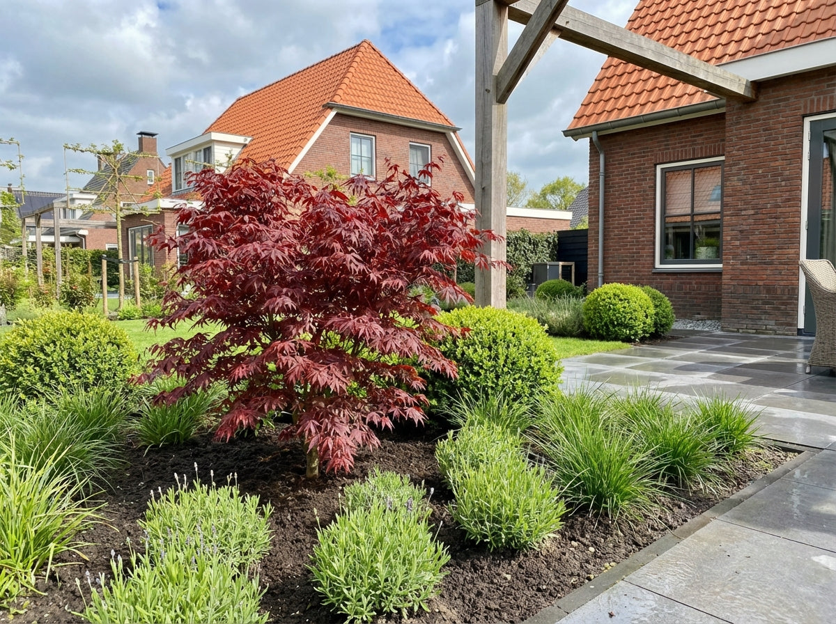 Japanse Esdoorn (Acer palmatum 'Skeeters Broom') - Japanse Esdoorn