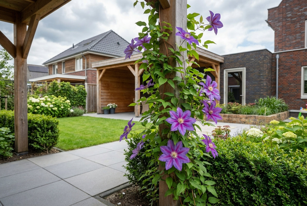 Klimplant Clematis Barbara Jackman (Bosrank) - Klimplanten