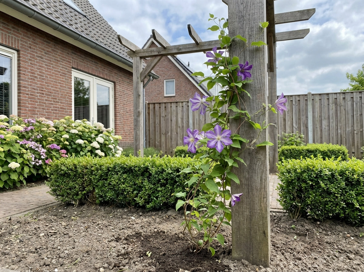 Klimplant Clematis viticella (Bosrank) - Klimplanten