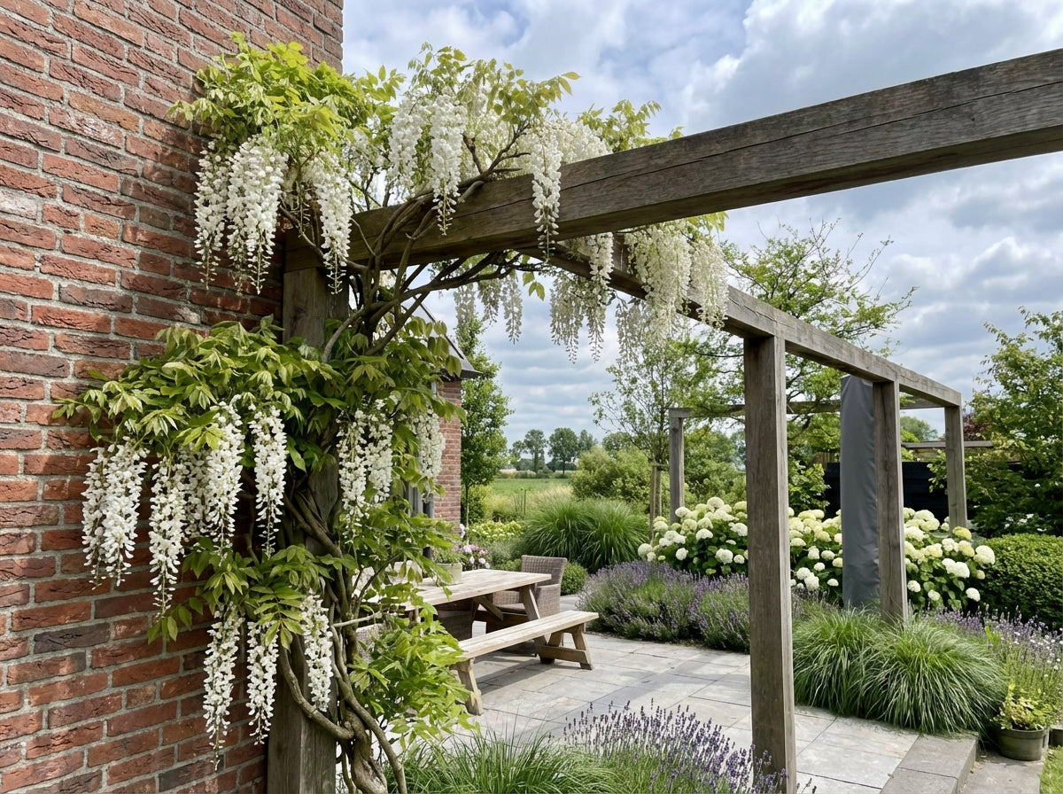 Klimplant Wisteria floribunda Alba (blauwe regen) - Klimplanten