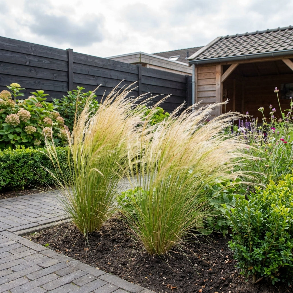 Vedergras (Stipa tenuissima 'Pony Tails™') - Tuinplanten