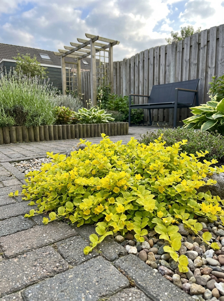 Penningskruid (Lysimachia num. 'Aurea Goldilocks') - Tuinplanten