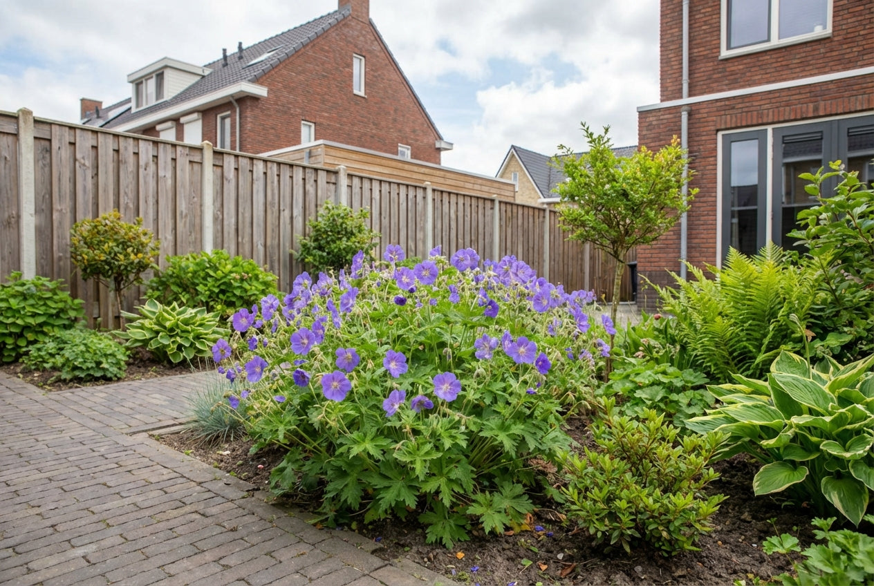 Ooievaarsbek (Geranium 'Orion') - Tuinplanten