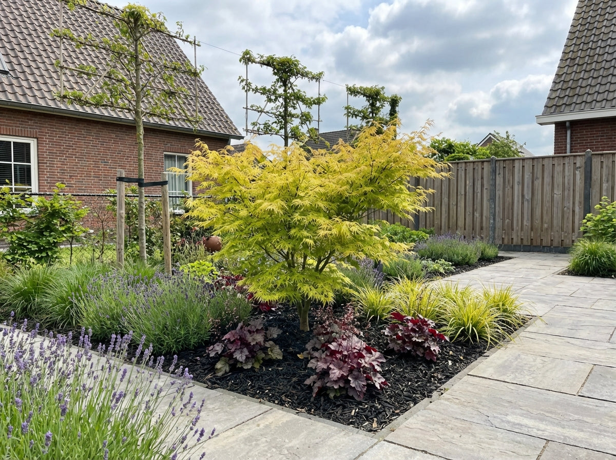Japanse Esdoorn (Acer palmatum 'Emerald Lace') - Japanse Esdoorn