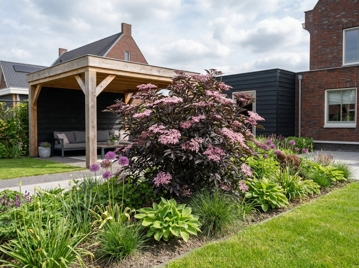 Zwarte vlier (Sambucus nigra Black Beauty) - Heesters