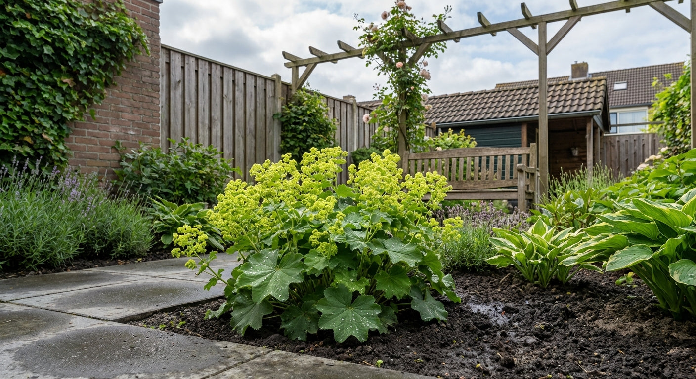 Vrouwenmantel (Alchemilla mollis 'Robustica') - Tuinplanten