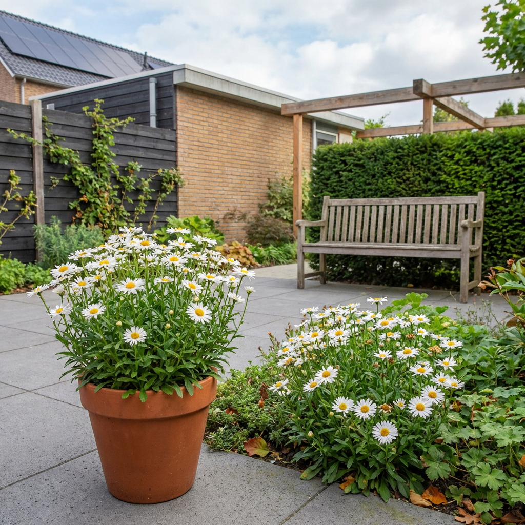 Dwerg aster (Aster alpinus 'Albus') - Tuinplanten