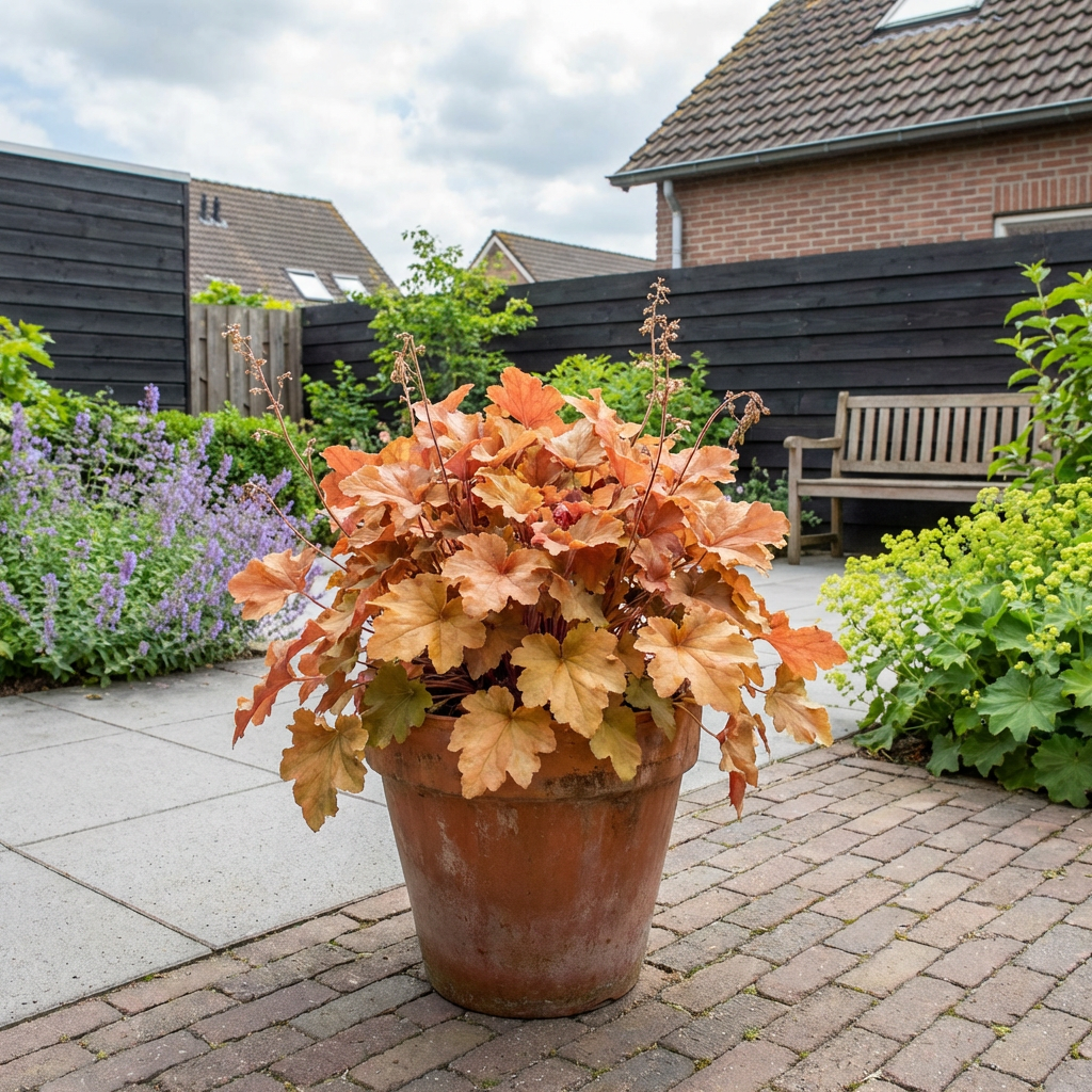 Purperklokje (Heuchera 'Marmelade') - Tuinplanten