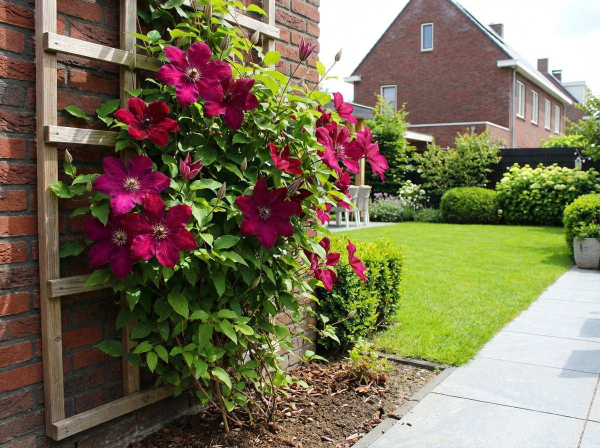 Klimplant Clematis 'Westerplatte' (Bosrank) - Klimplanten