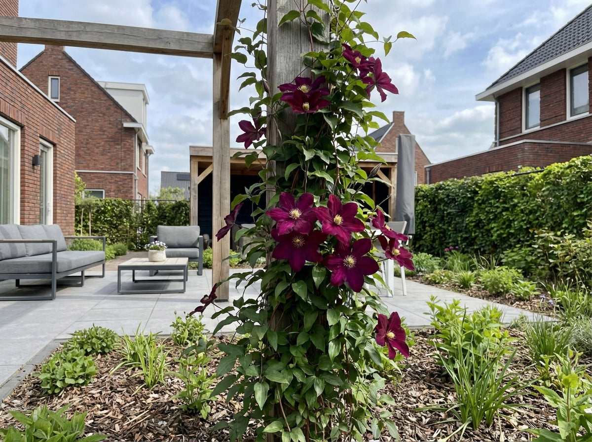 Klimplant Clematis Niobe (Bosrank) - Klimplanten