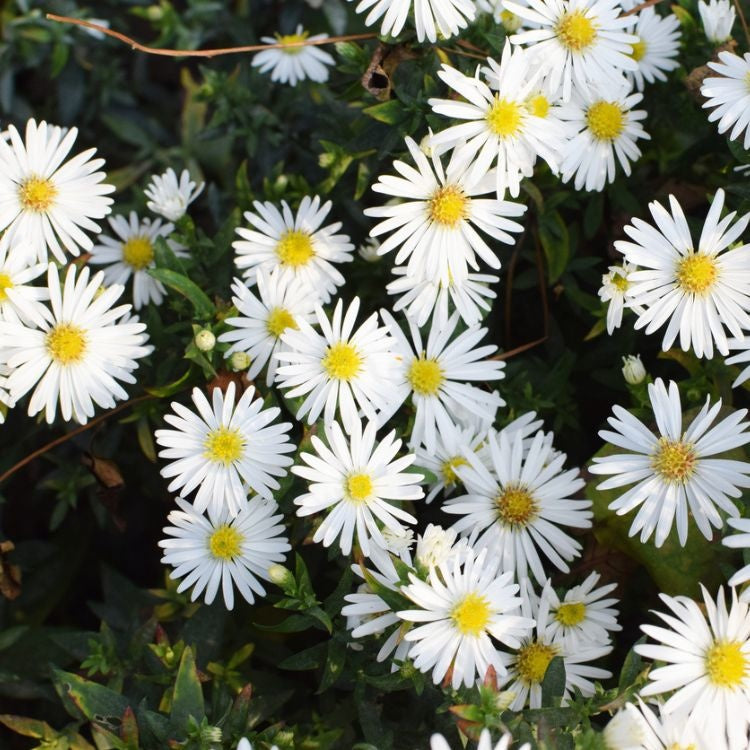 Dwerg aster (Aster (D) 'Schneekissen') - Tuinplanten
