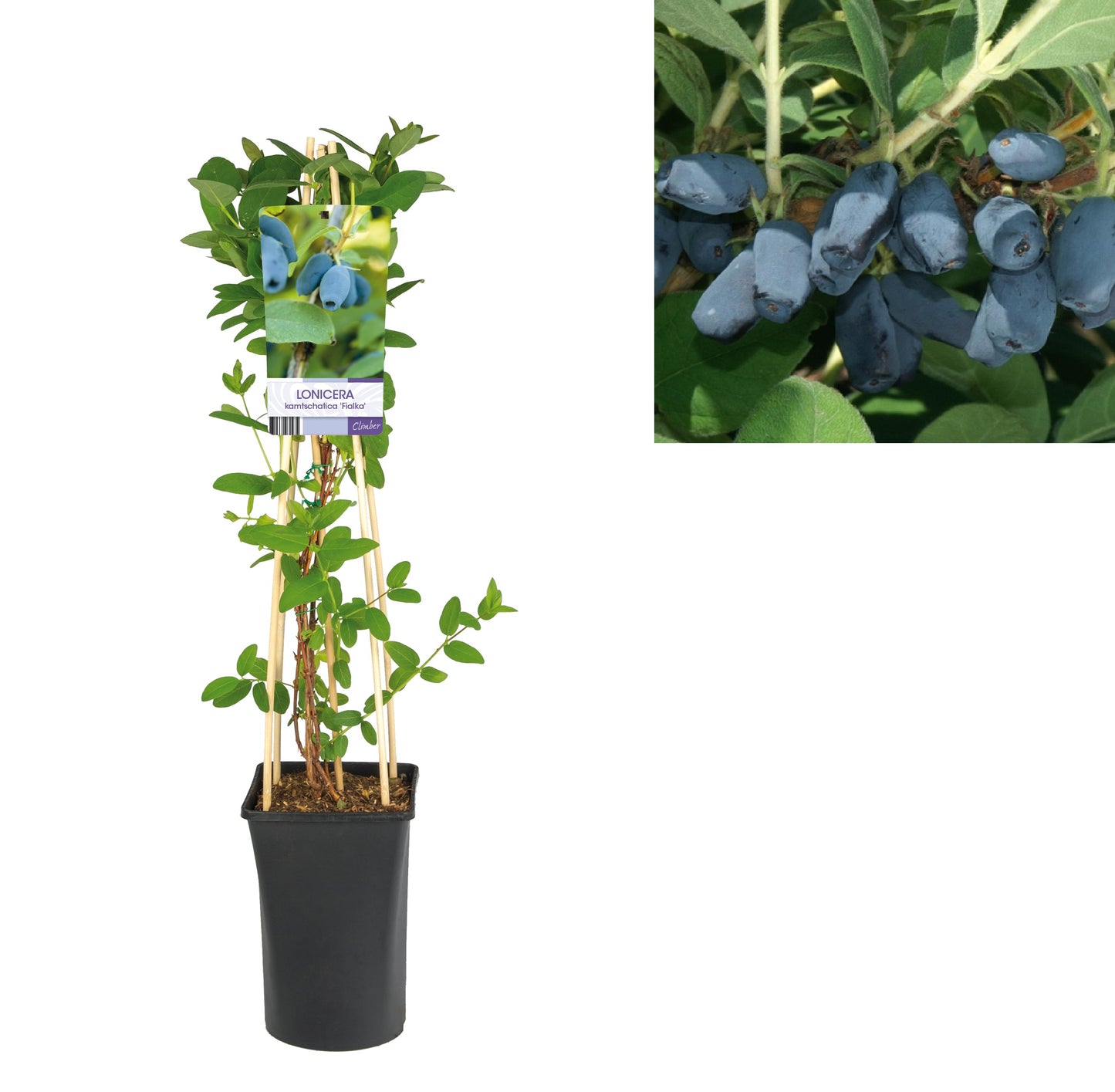 Klimplant Lonicera kamtschatica 'Fialka' (Kamperfoelie) -