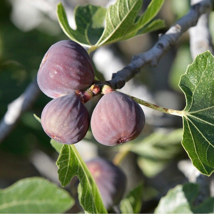 Klimplant Ficus carica 'Rouge de Bordeaux' (Vijg) -