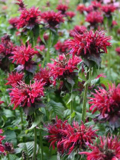 Bergamotplant (Monarda hybride 'Fireball' ) - Tuinplanten