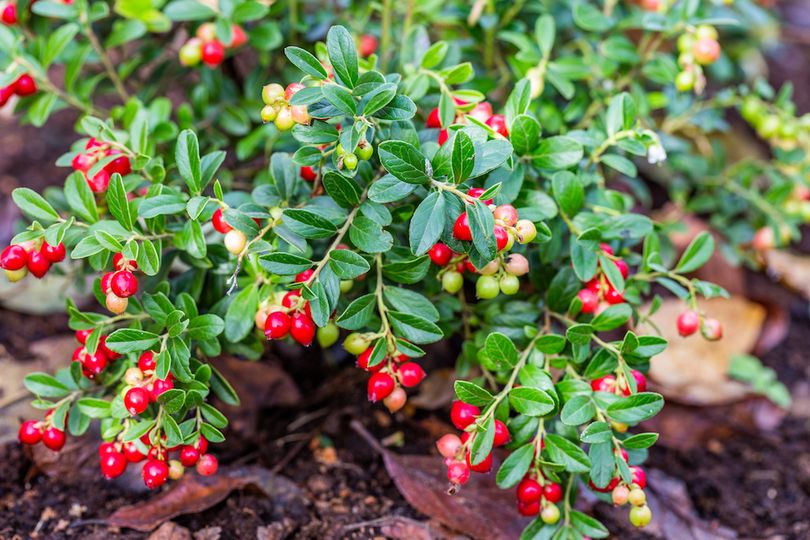 Klimplant Vaccinium vitis-idaea (Vossebes) -