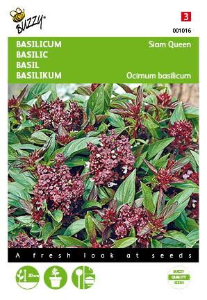 Basilicum Siam Queen - Zaden