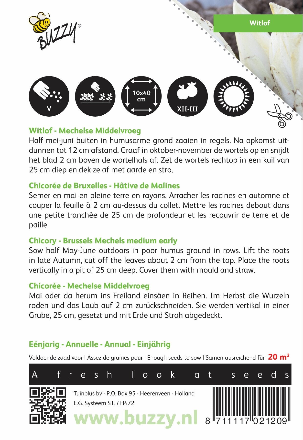 Witlof Mechelse Middenvroeg - Zaden