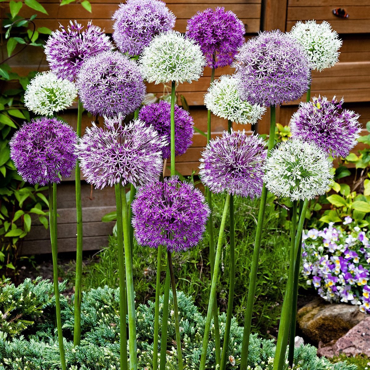 Allium Mix Paars-Wit - 15 stuks - Bloembollen