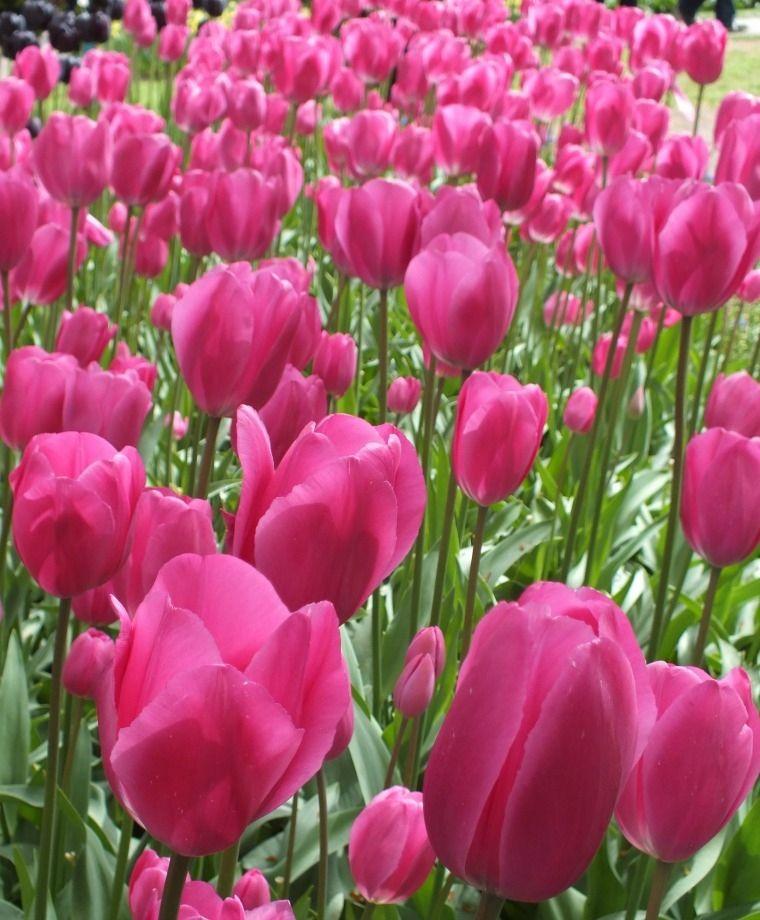 Tulipa Don Quichotte, Triumph - 20 stuks - Bloembollen