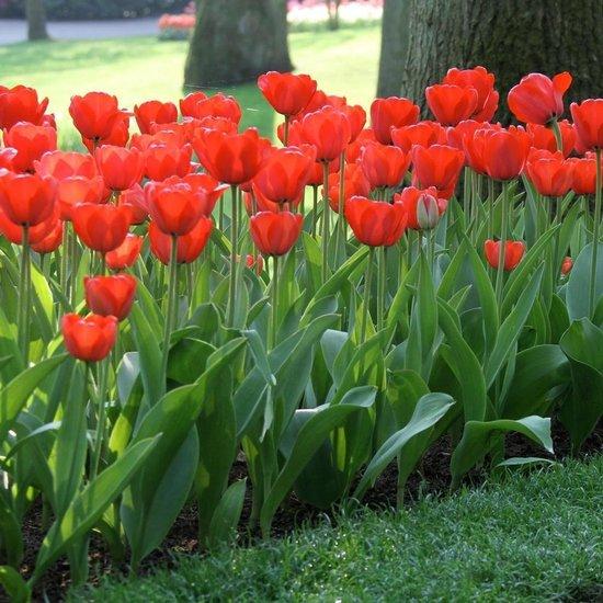 Tulipa Apeldoorn Rood, Darwin - 20 stuks - Bloembollen
